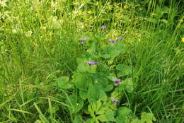 Слика од Viola langsdorfii subsp. sachalinensis W. Becker