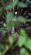 صورة Micrathena pilaton Levi 1985