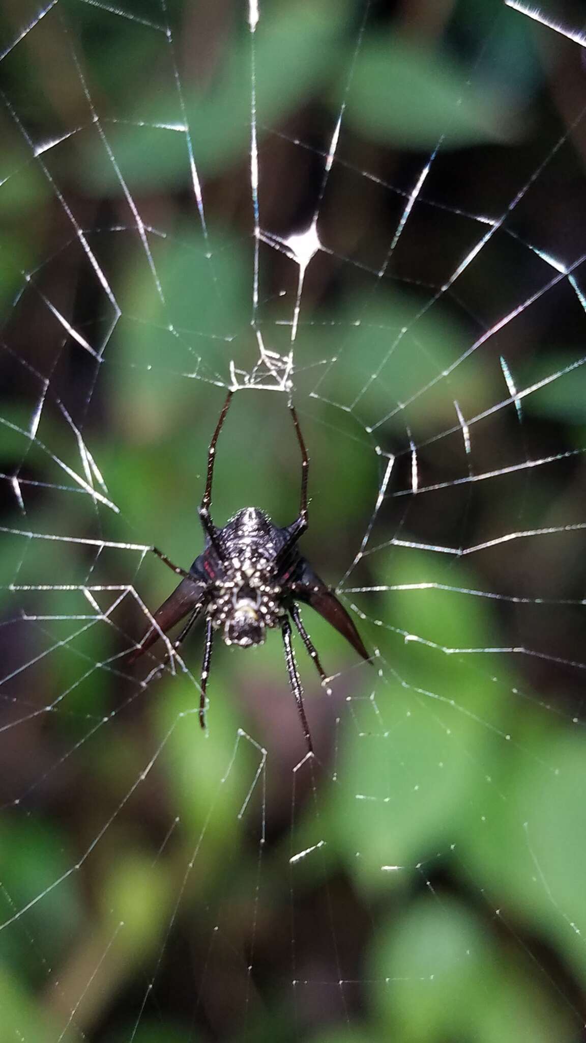 صورة Micrathena pilaton Levi 1985