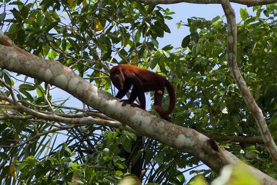 Image of Colombian Red Howler Monkey