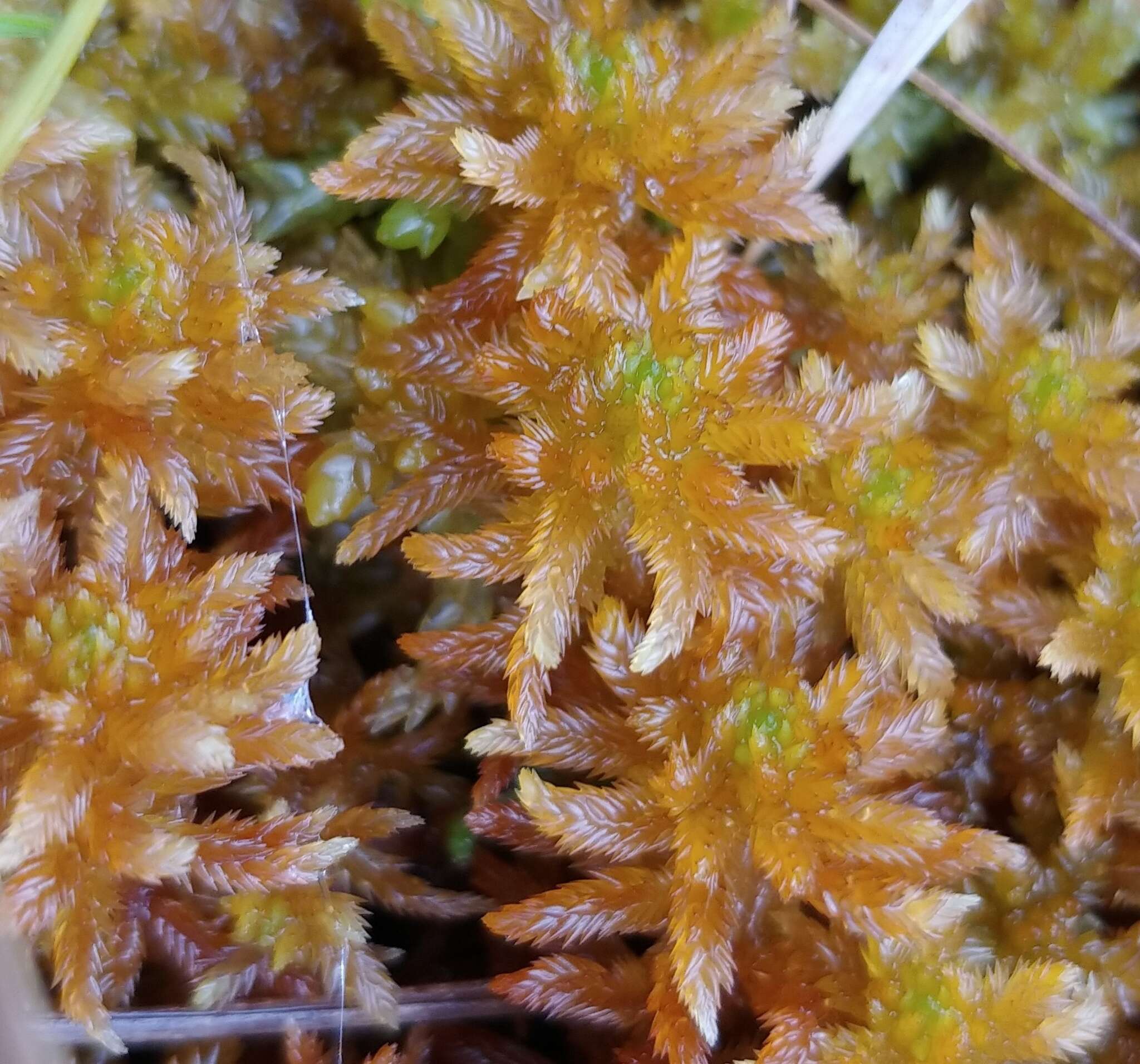 Image of golden bog-moss