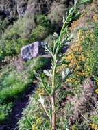 Sivun Senecio matatini subsp. basinudus (Ornduff) Courtney, de Lange & Pelser kuva