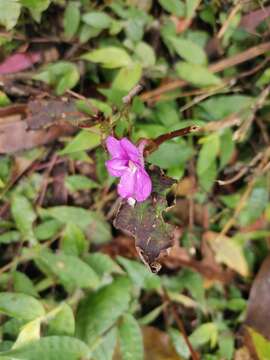 Image of Impatiens santisukii T. Shimizu