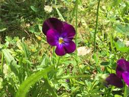 Image of hybrid violet