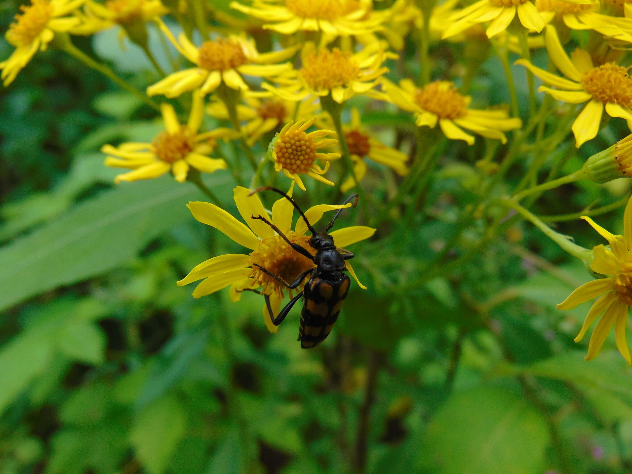 Image of Leptura quadrifasciata Linné 1758