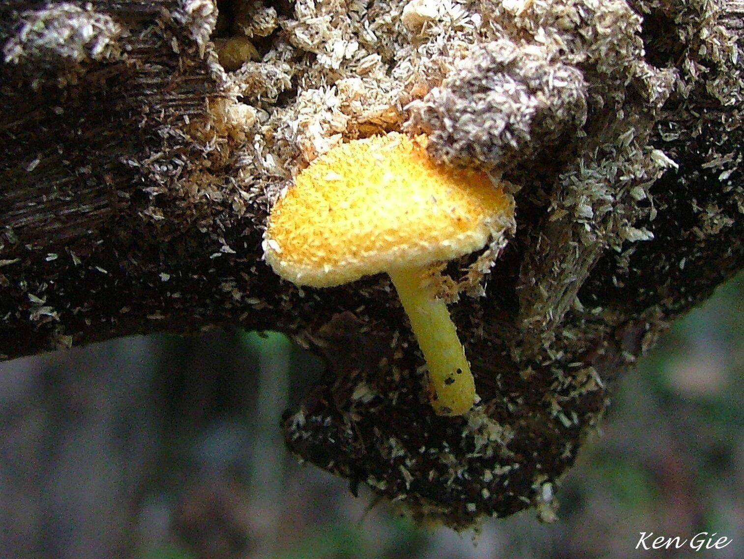 Image de Cyptotrama asprata (Berk.) Redhead & Ginns 1980