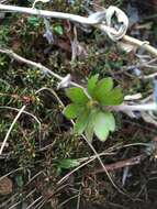 Anemone parviflora Michx. resmi