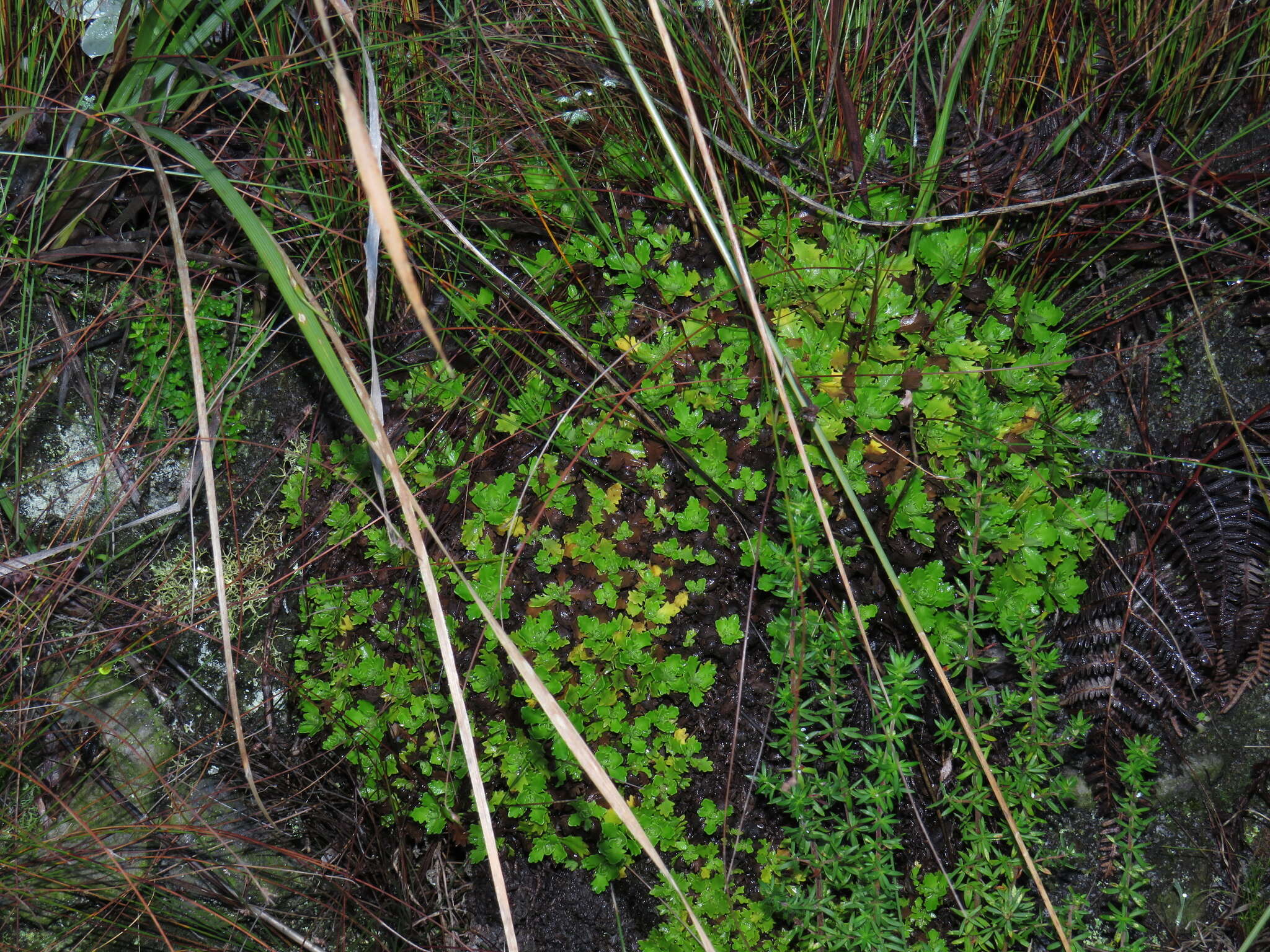 Image of Osmitopsis dentata (Thunb.) Bremer