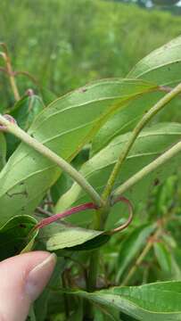 Image of silky dogwood