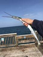 Image of Hound Needlefish