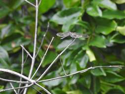 Image of Agrionoptera longitudinalis Selys 1878