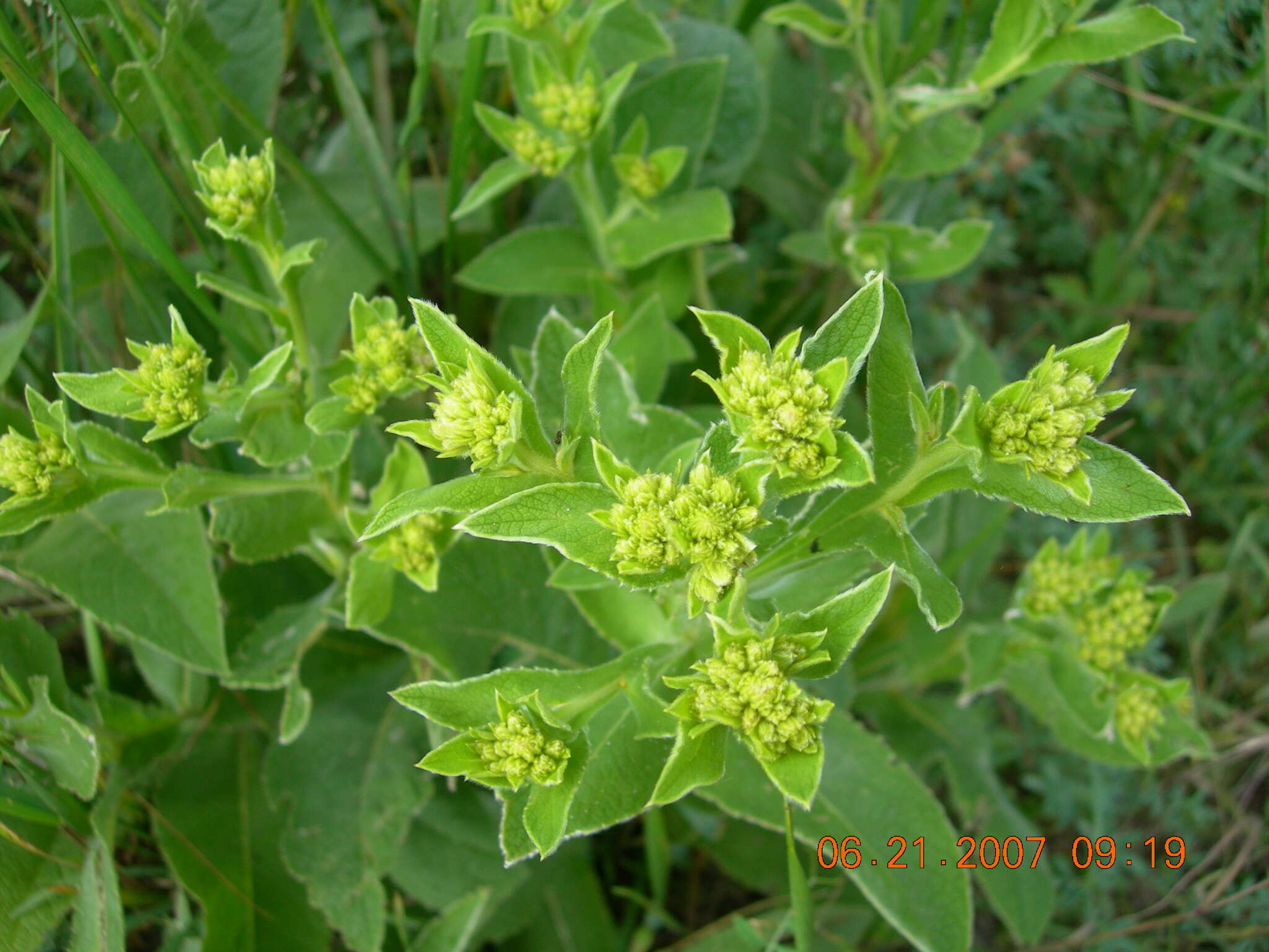 Inula thapsoides (M. Bieb.) Spreng. resmi