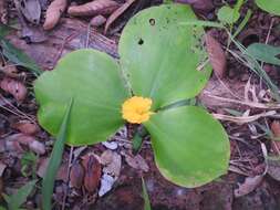 Image of Costus spectabilis (Fenzl) K. Schum.