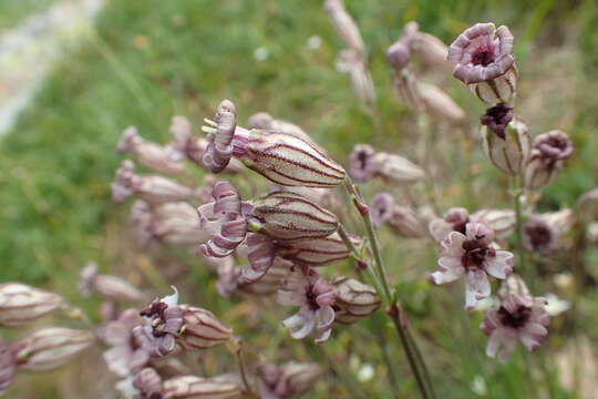 Sivun Silene ciliata Pourret kuva