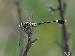 Imagem de Paragomphus sabicus Pinhey 1950