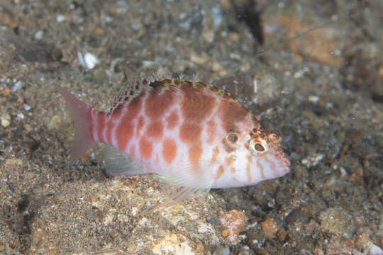 Image of Blotched Hawkfish