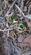 Image of Haworthia maraisii var. meiringii M. B. Bayer