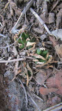 Слика од Haworthia maraisii var. meiringii M. B. Bayer