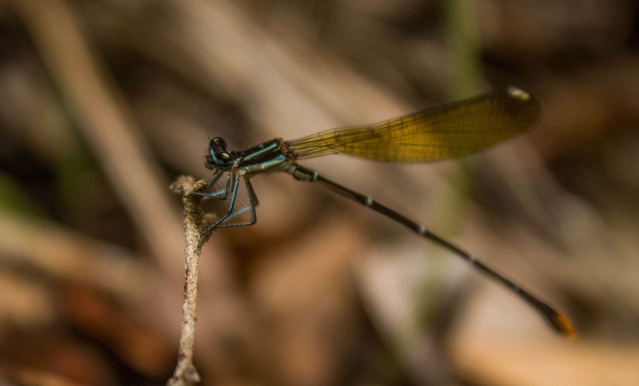 Sivun Allocnemis leucosticta Selys 1863 kuva