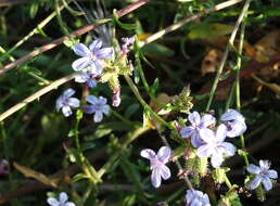 Image of Plumbago europaea L.