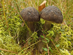 Image of Leccinum melaneum (Smotl.) Pilát & Dermek 1974