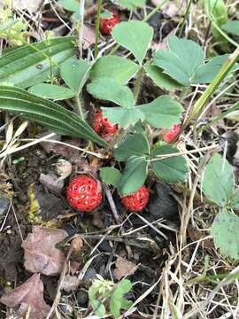 Image de Fragaria ananassa subsp. cuneifolia (Nett. ex Howell) G. Staudt