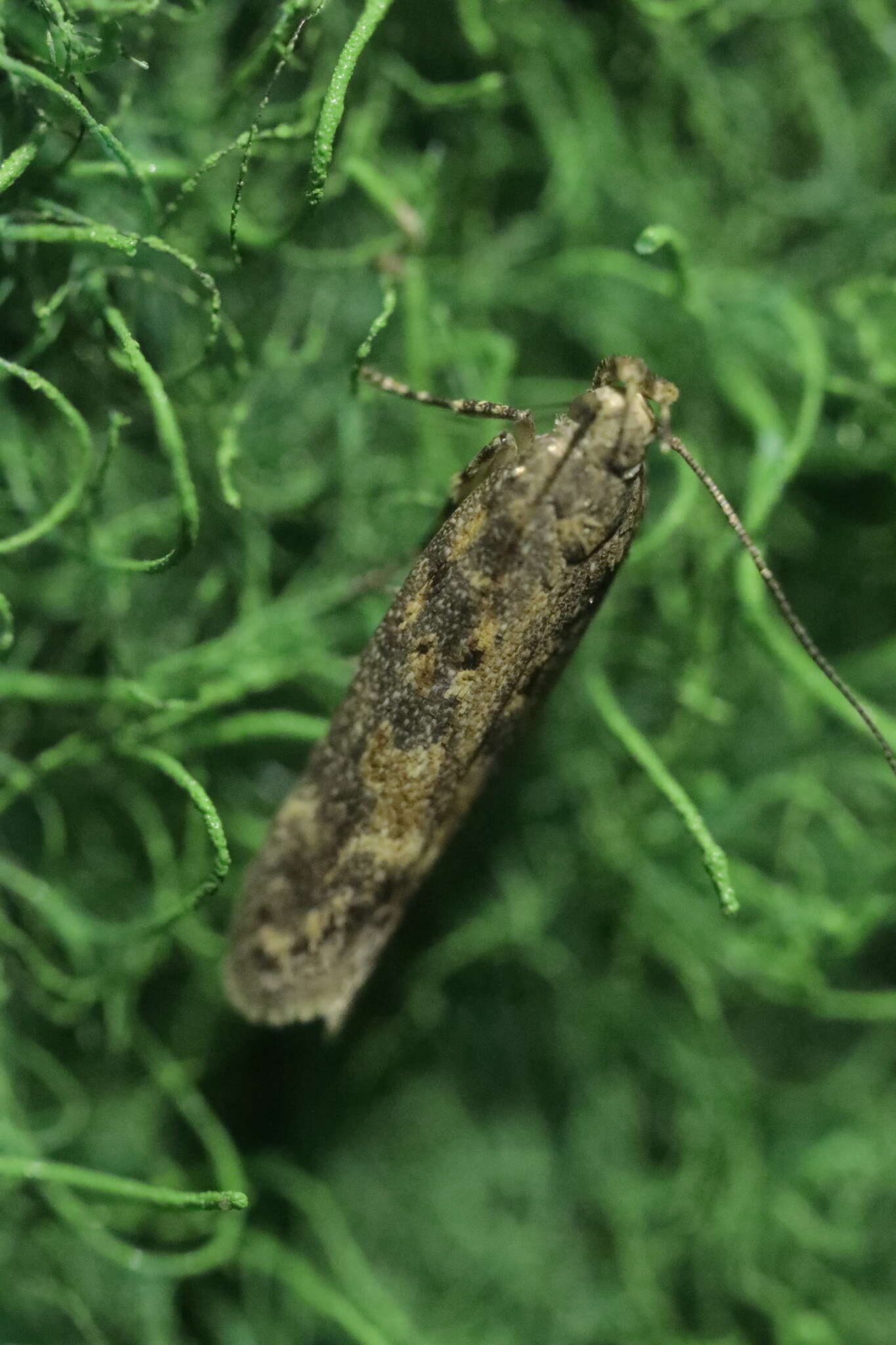 Image of Scrobipalpa ocellatella Boyd 1858