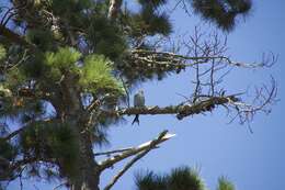 Image of Sooty Falcon