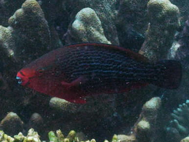 Image of Dusky parrotfish