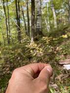 Image de Elymus hystrix var. hystrix