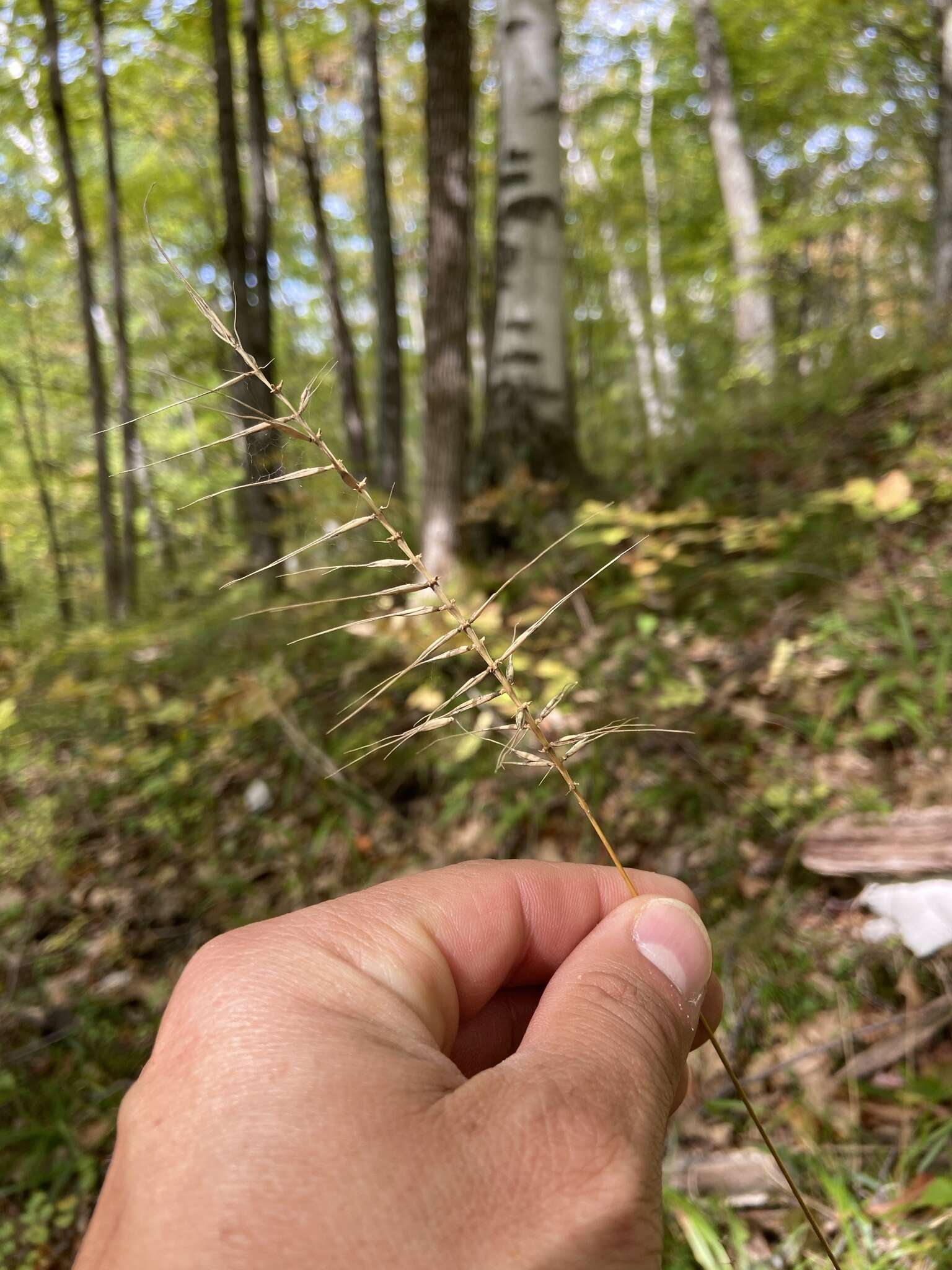 Imagem de Elymus hystrix var. hystrix