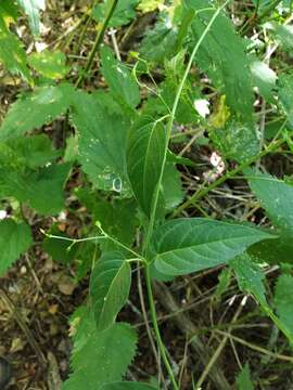 Image of Vincetoxicum scandens Sommier & Levier