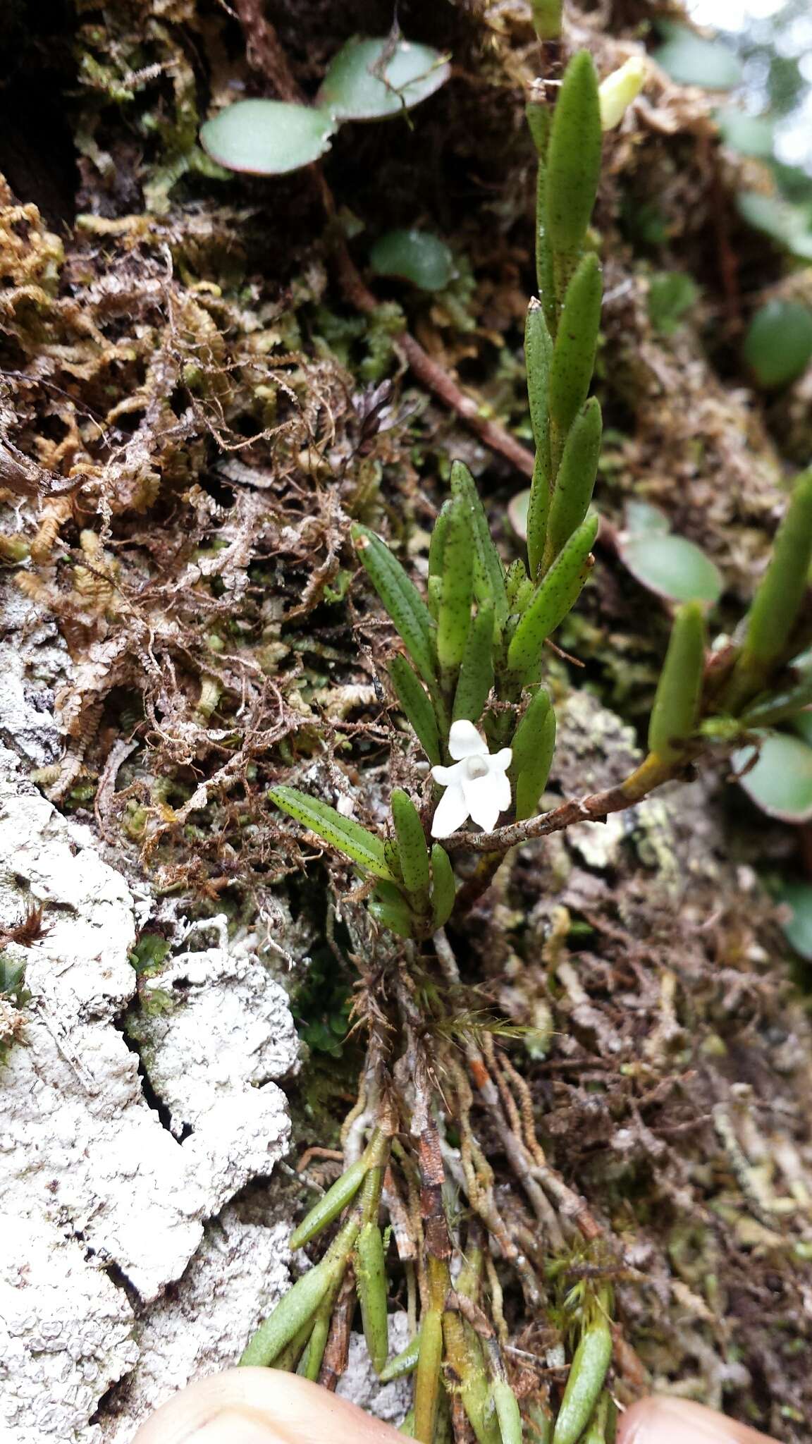 Image de Angraecum humblotianum Schltr.