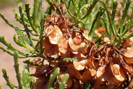 Image of lobe-leaf hopbush