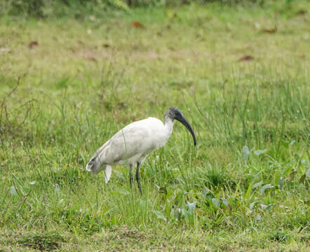 Image of Black-headed Ibis