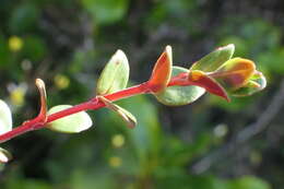 Imagem de Epilobium gracilipes T. Kirk