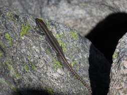 Image of Carpetane rock lizard