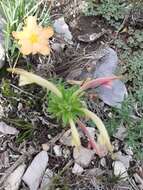 Plancia ëd Castilleja mexicana (Hemsl.) Gray