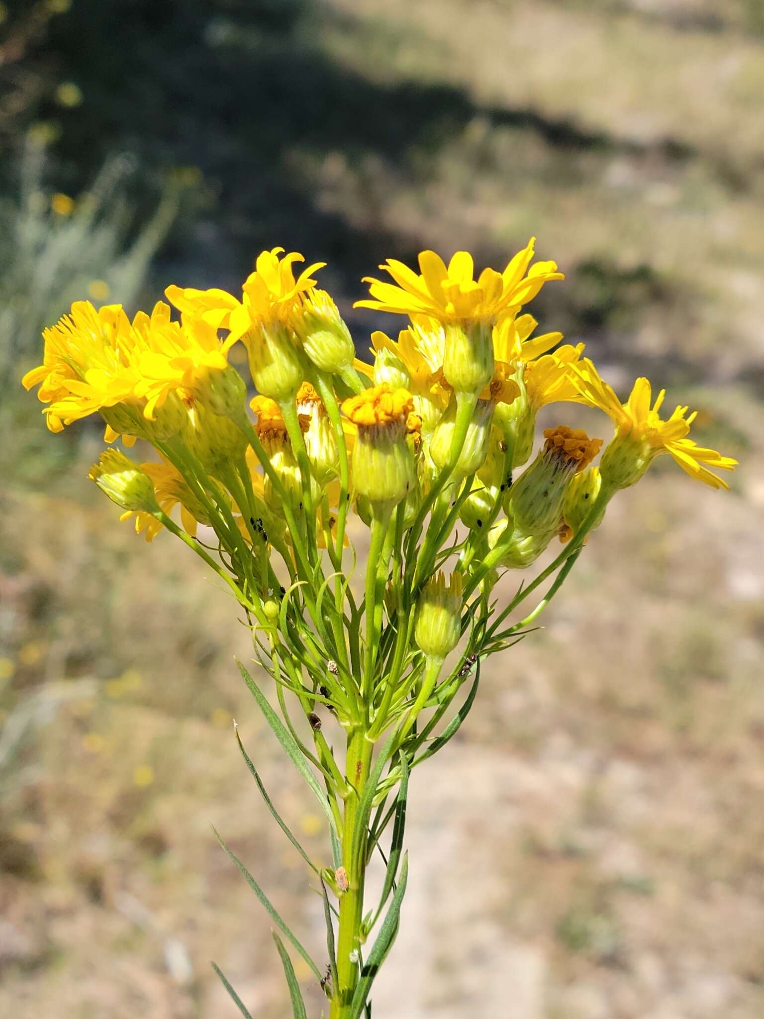 صورة <i>Chrysopsis <i>linearifolia</i></i> var. linearifolia