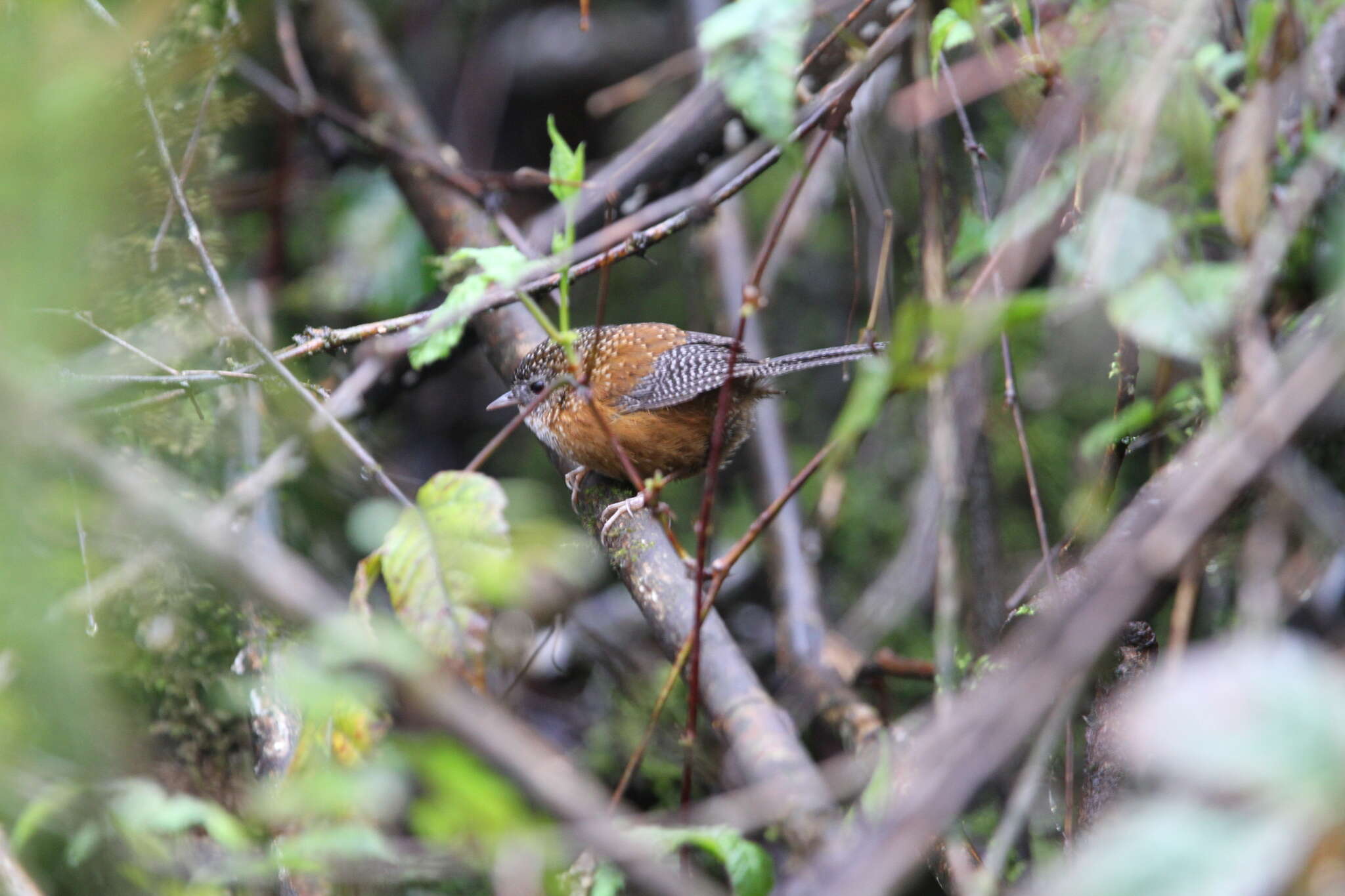 Слика од Spelaeornis troglodytoides (Verreaux & J 1871)