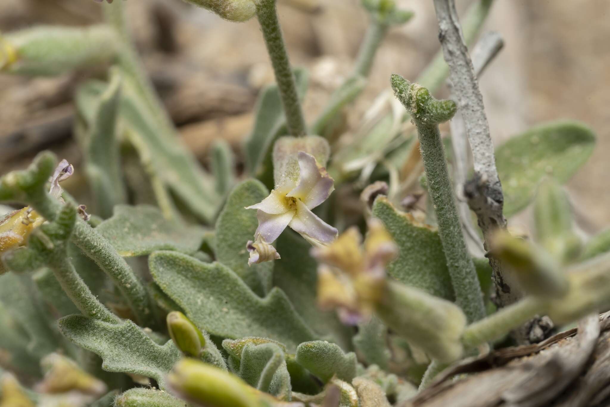 Plancia ëd Matthiola longipetala (Vent.) DC.