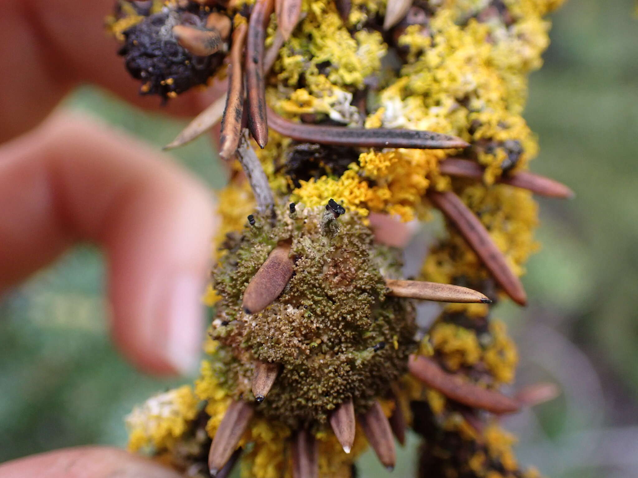 Image of urn lichen
