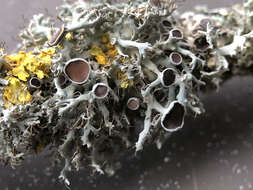 Image of rosette lichen