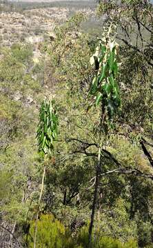 Image of Astrotricha cordata A. R. Bean