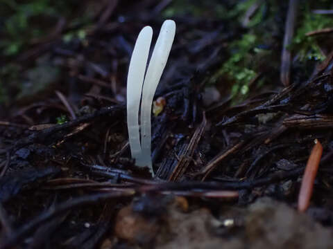 Clavaria falcata Pers. 1794 resmi