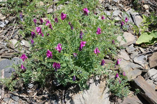 Imagem de Vicia alpestris Steven