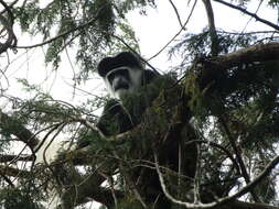 Image of Colobus guereza kikuyuensis Lönnberg 1912