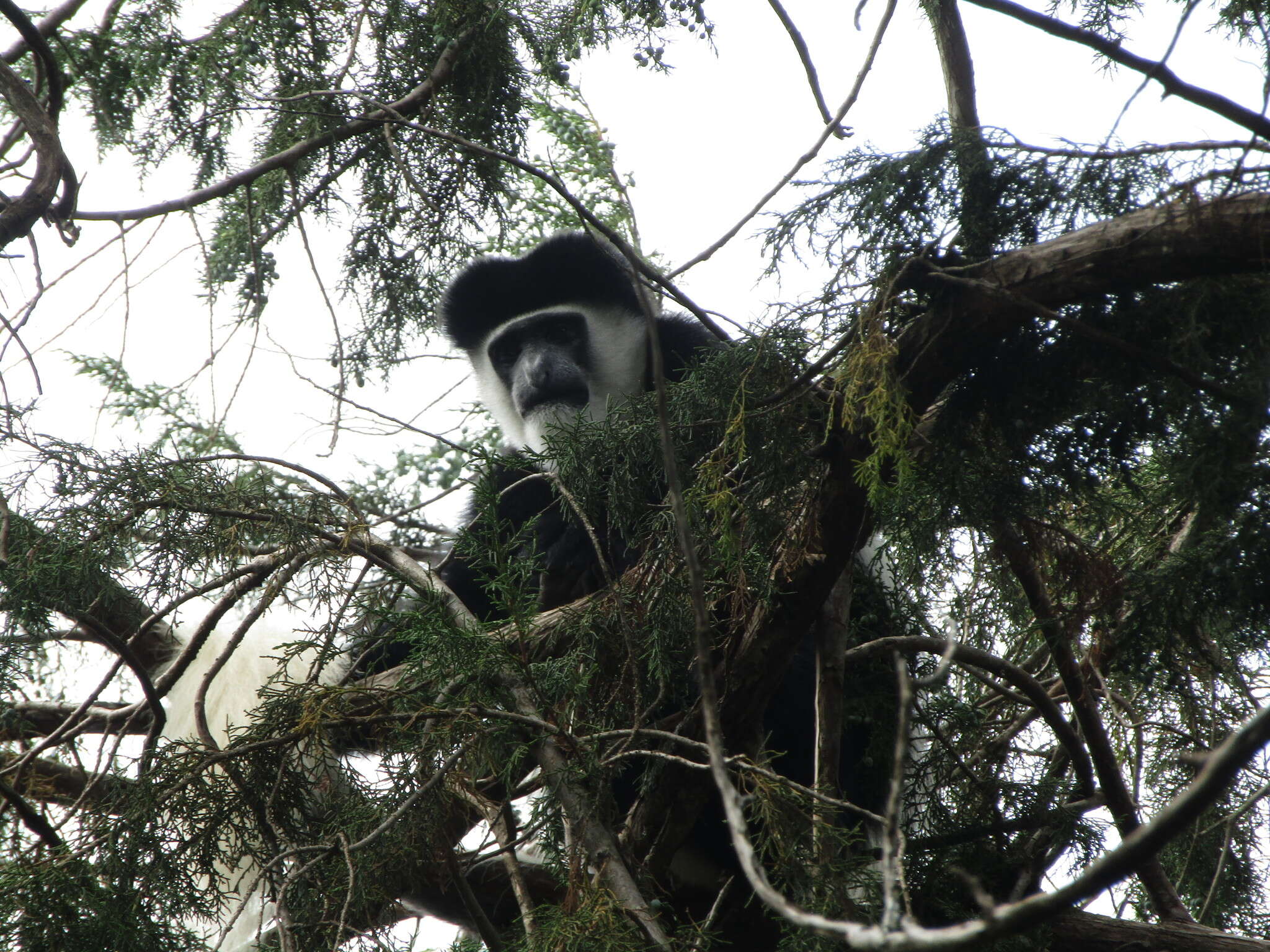 Image of Colobus guereza kikuyuensis Lönnberg 1912