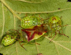 Image of Red-Cross Shield Bug