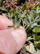 Image of Lupinus sellulus var. lobbii (S. Watson) B. J. Cox